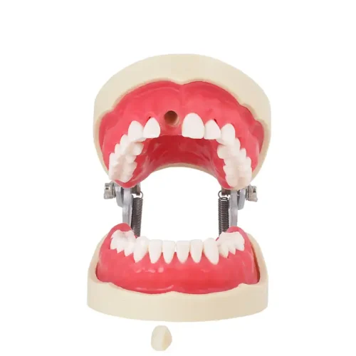 Tipodonto Endodoncia Bader