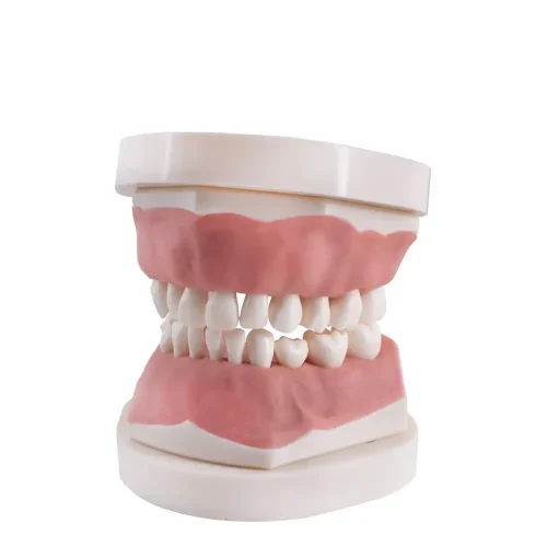 Tipodonto infantil AK6 Bader con placa base