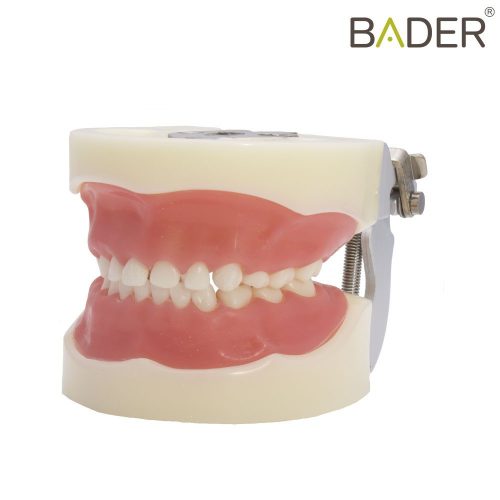Tipodonto infantil tipo Nissin® Bader
